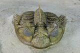 Tower Eyed Erbenochile Trilobite - Top Quality! #160887-2